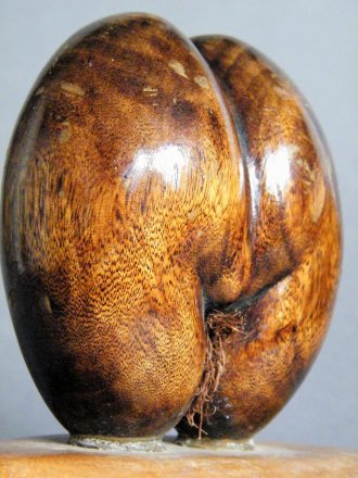 #1746  Small Carved Wood Imitation "Coco dr Mer" (Sea Coconut) from the Seychelles  **SOLD**  December 2018