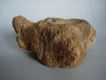 #0243 Fossilized Icthyosaurus Vertebrum, Jurassic Period  **Sold**  in our Liverpool shop