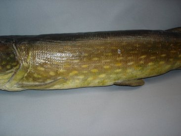 #0011  Stuffed Pike (Esox lucius)  **Sold** October 2008