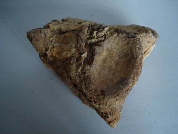 #0243 Fossilized Icthyosaurus Vertebrum, Jurassic Period  **Sold**  in our Liverpool shop