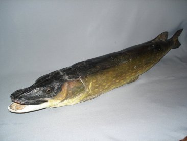 #0011  Stuffed Pike (Esox lucius)  **Sold** October 2008