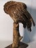 #1562  Stuffed Tawney Owl  **SOLD** through our Liverpool shop May 2017