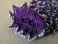 #0969 Victorian Lady's Purple Beaded Crocheted Purse, circa 1875