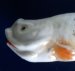 #1747 Souvenir of Bournemouth Porcelain Fish, 1920s - 1930s