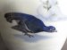 #1697 Royal Copenhagen Black Grouse Vase, Hand Painted, circa 1897 - 1922