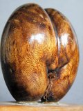 #1746  Small Carved Wood Imitation "Coco dr Mer" (Sea Coconut) from the Seychelles  **SOLD**  December 2018