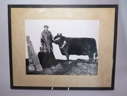 #1752  "Prize Bull"  Photograph, circa 1930s **Sold** September 2018