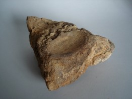 #0243 Fossilized Icthyosaurus Vertebrum, Jurassic Period  **Sold**  in our Liverpool shop