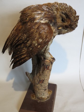 #1562  Stuffed Tawney Owl  **SOLD** through our Liverpool shop May 2017