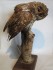 #1562  Stuffed Tawney Owl  **SOLD** through our Liverpool shop May 2017
